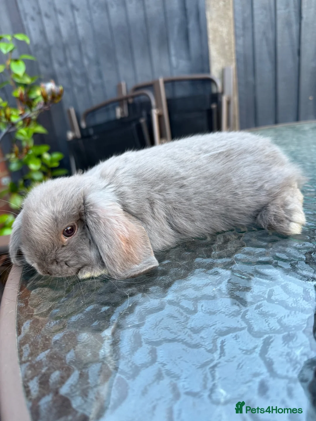 Mini Lop rabbits for sale: ❤️Mini Lop bunny for reserve 🐰  - Advert 2
