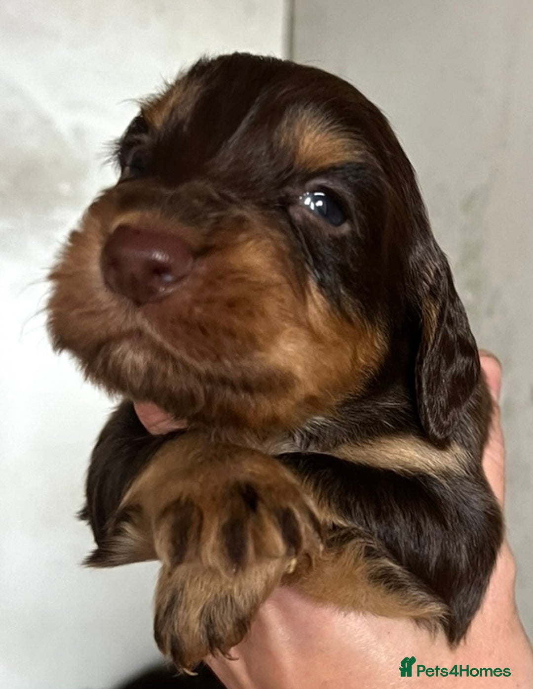 Cocker Spaniel dogs for sale: Beautiful KC Registered Cocker Spaniel Puppies 🐶  - Image 13