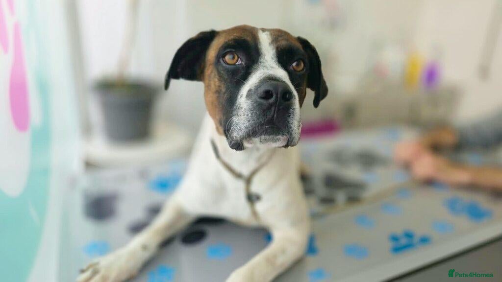 Mixed Breed dogs Donky - Advert 1