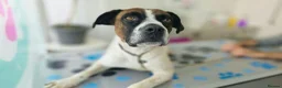 Mixed Breed dogs for adoption: Donky - Advert 1