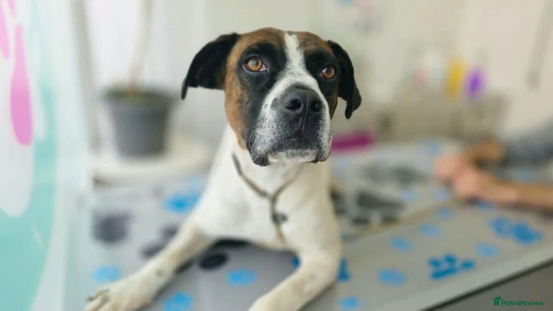 Mixed Breed dogs for adoption: Donky - Advert 1