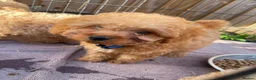 Labradoodle dogs for sale: Miniature labradoodle ready for their forever home - Advert 15