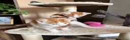 Mixed Breed cats for sale: X2 male ginger & white kittens  - Advert 12