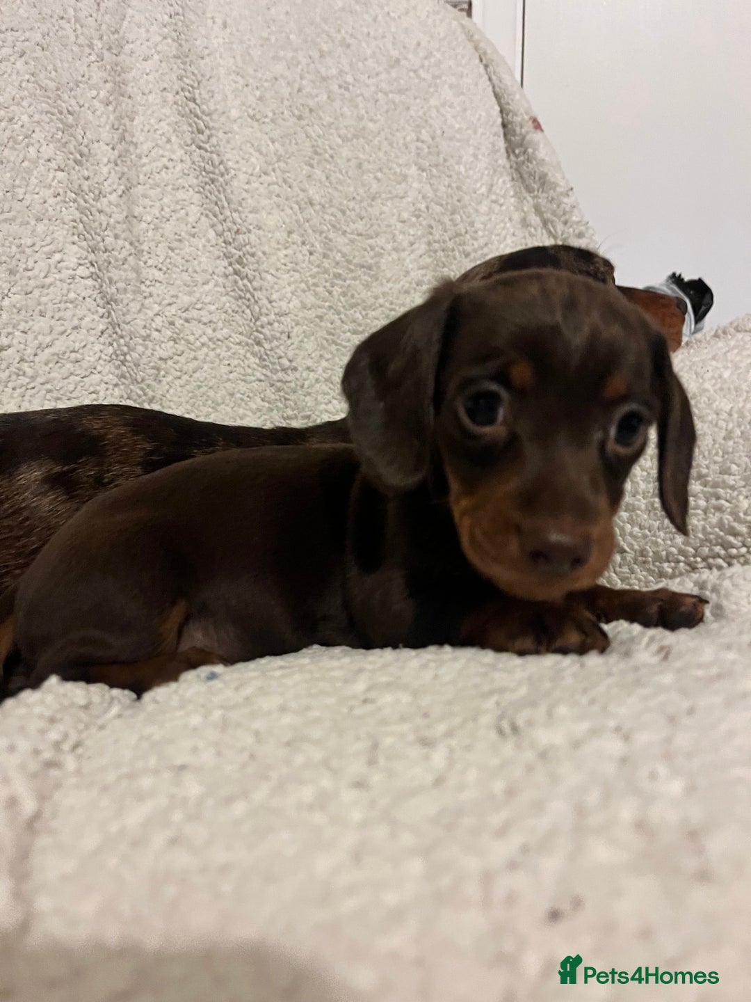 Miniature Dachshund dogs for sale: Beautiful Miniature dachshunds🐶🤎 - Advert 28