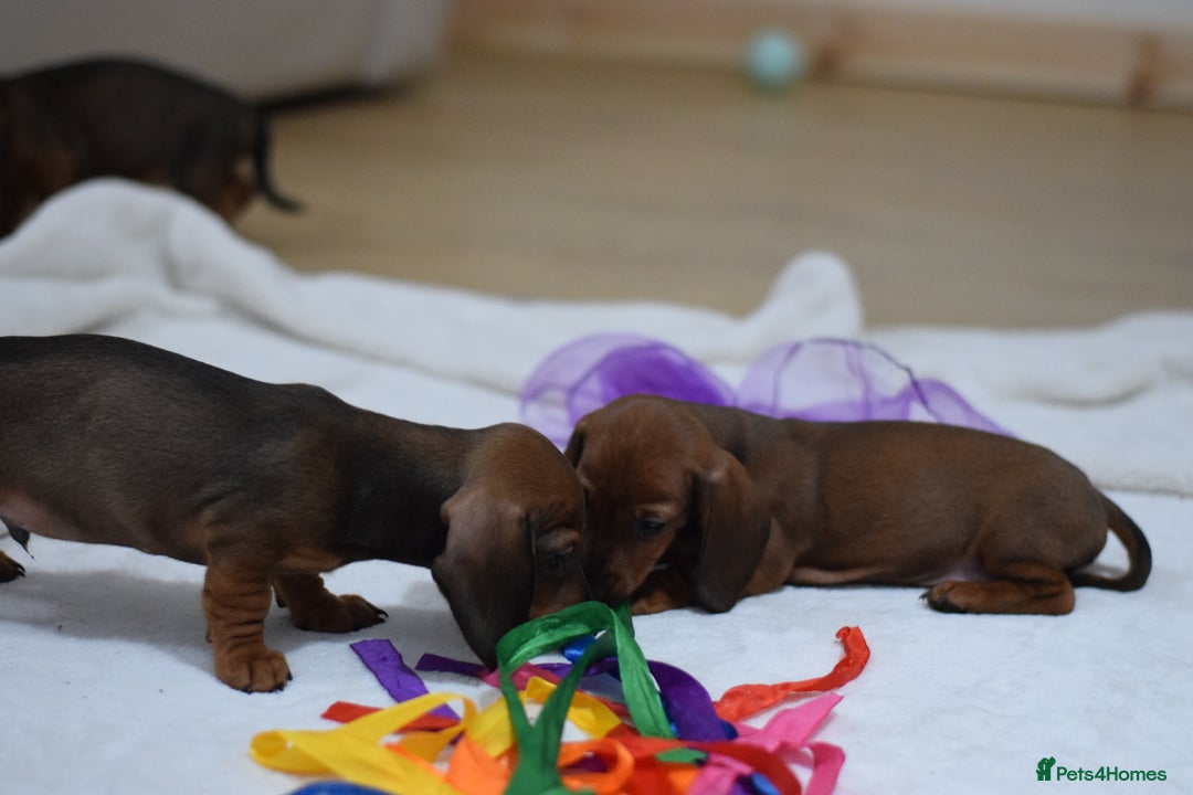 Miniature Dachshund dogs for sale: 🌟Gorgeous Miniature Dachshunds🌟 - Advert 11