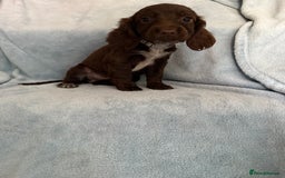 Cocker Spaniel dogs for sale: Ready to leave! 7 beautiful cocker spaniel pups in Hornchurch - Image 11