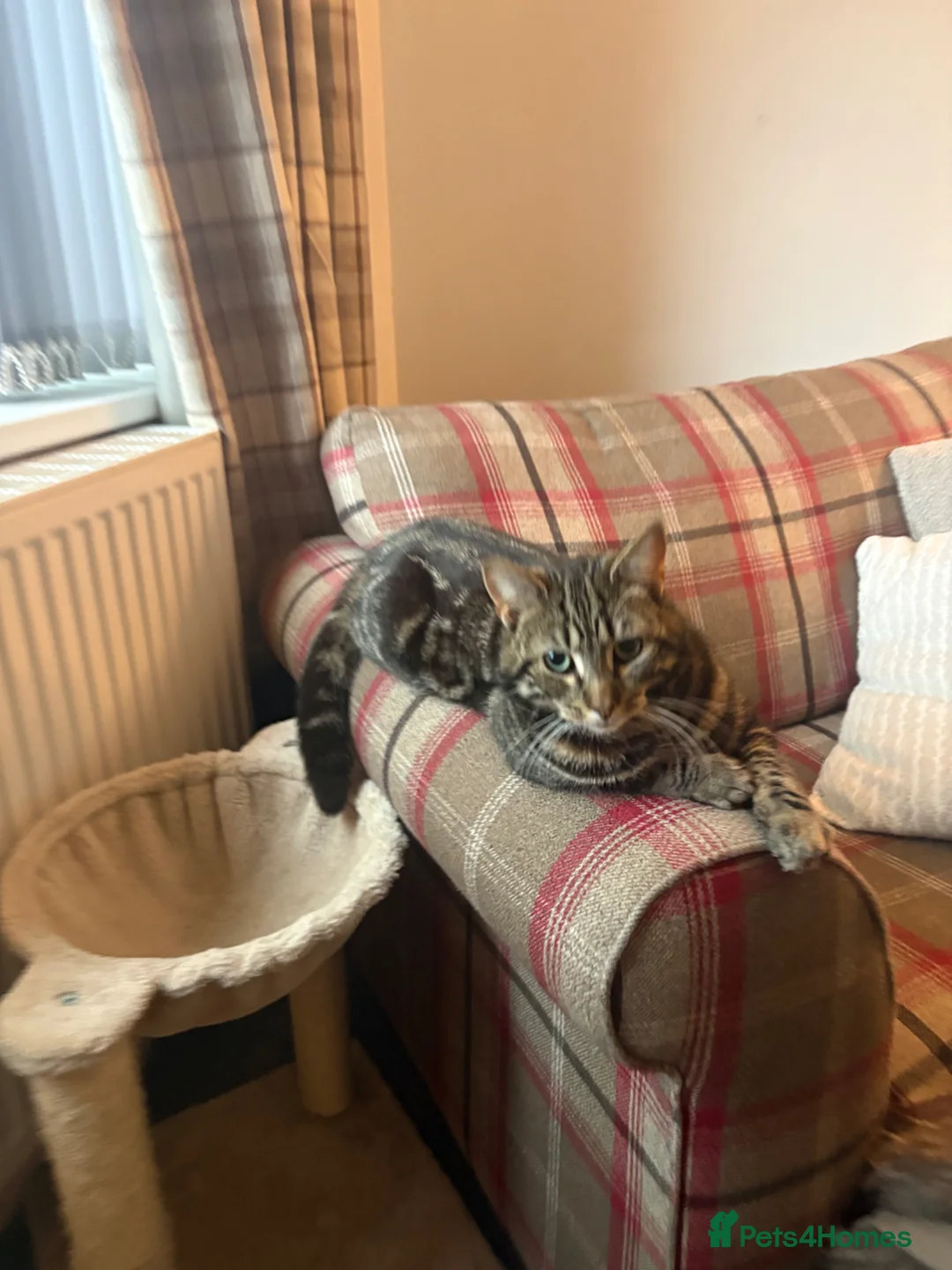 Mixed Breed cats for sale: 8 month old cat - Advert 4
