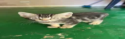 Mixed Breed cats for sale: 4 Adorable Kittens😍🐾 - Advert 14