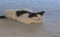Mixed Breed cats for sale: Two inseparable kittens  - Image 2