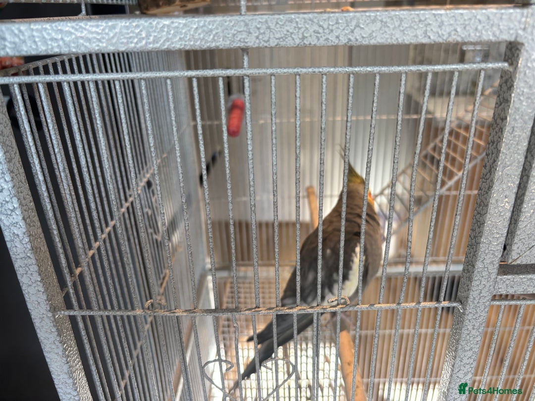 Cockatiels birds for sale: 2 x male cockatiels for sale - Advert 9