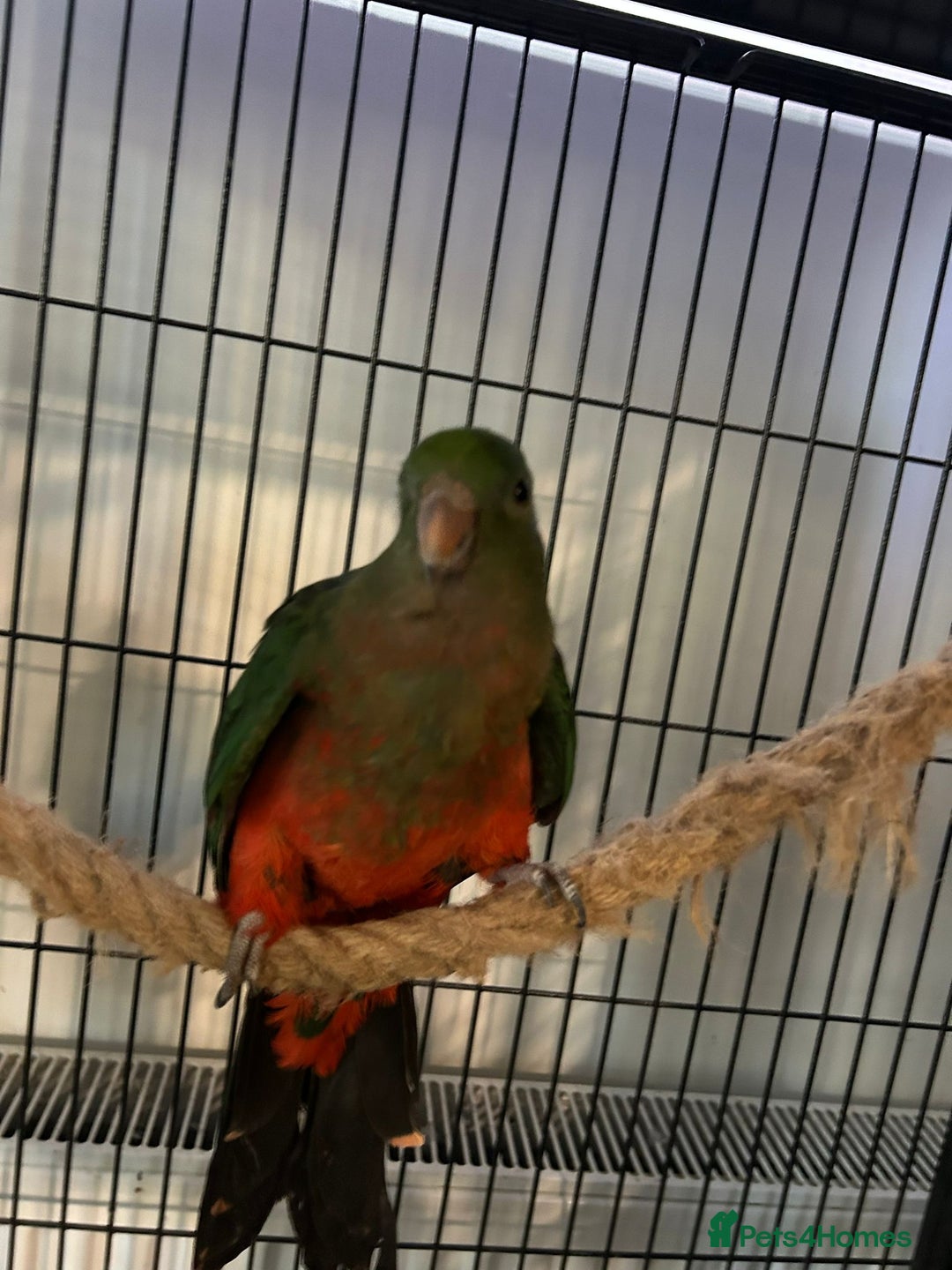 Mixed Breed birds for sale: Australian King  - Advert 3