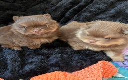 Pomeranian dogs for sale: Pomeranian puppies  - Advert 1