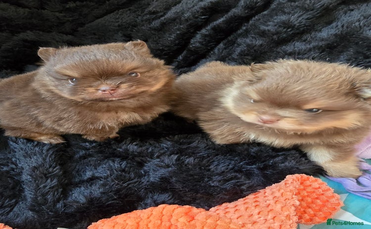 Pomeranian dogs Pomeranian puppies  - Advert 5