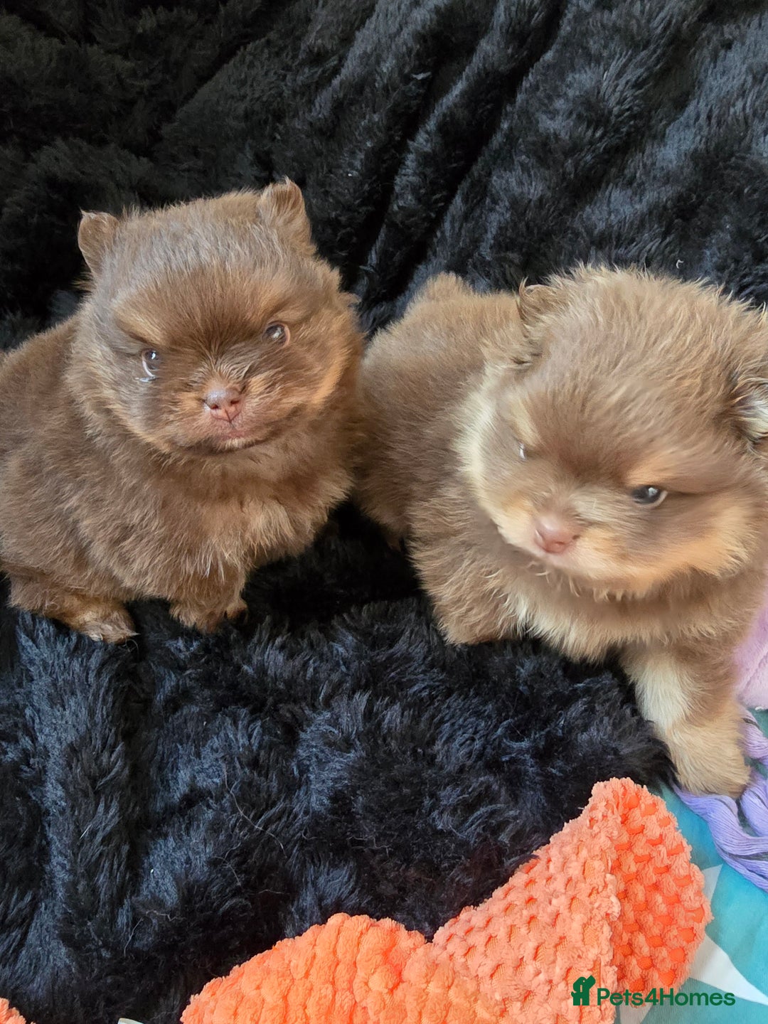 Pomeranian dogs for sale: Pomeranian puppies  - Advert 1