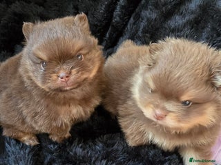 Pomeranian dogs for sale: Pomeranian puppies - Advert 1