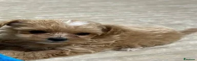 Maltese 1