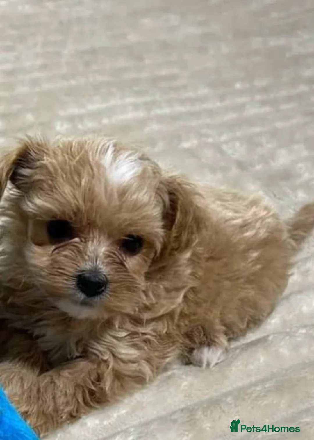 Maltese dogs for sale: Three Little Clouds of Joy Two  Girls & One Boy - Advert 2