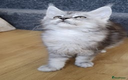 Maine Coon cats for sale: pure reg maine coon kittens - Image 5