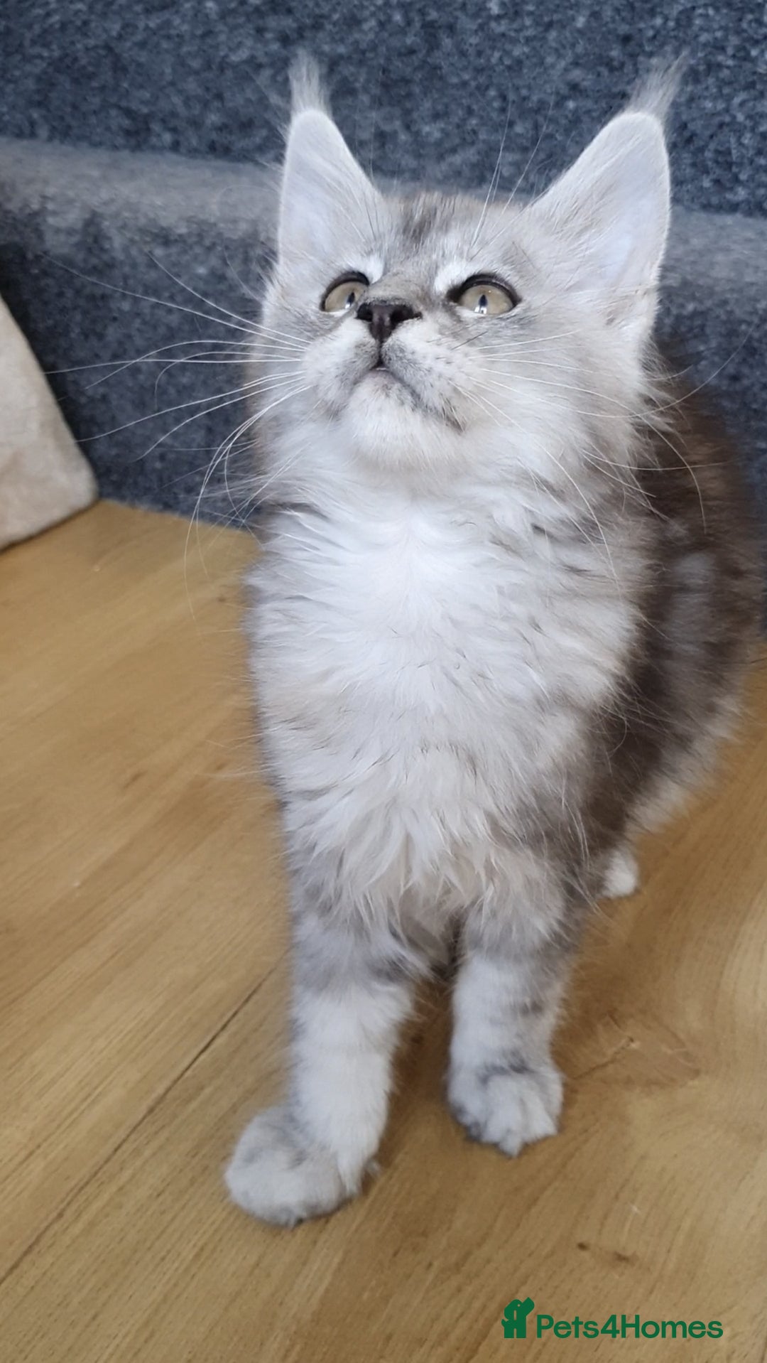 Maine Coon cats for sale: pure reg maine coon kittens - Image 5