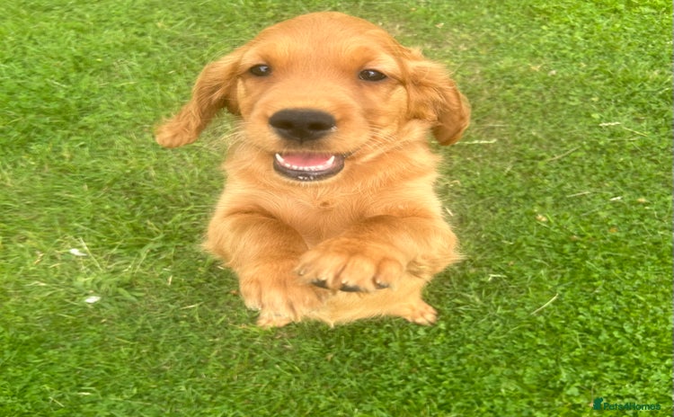 Mixed Breed dogs - Advert 5