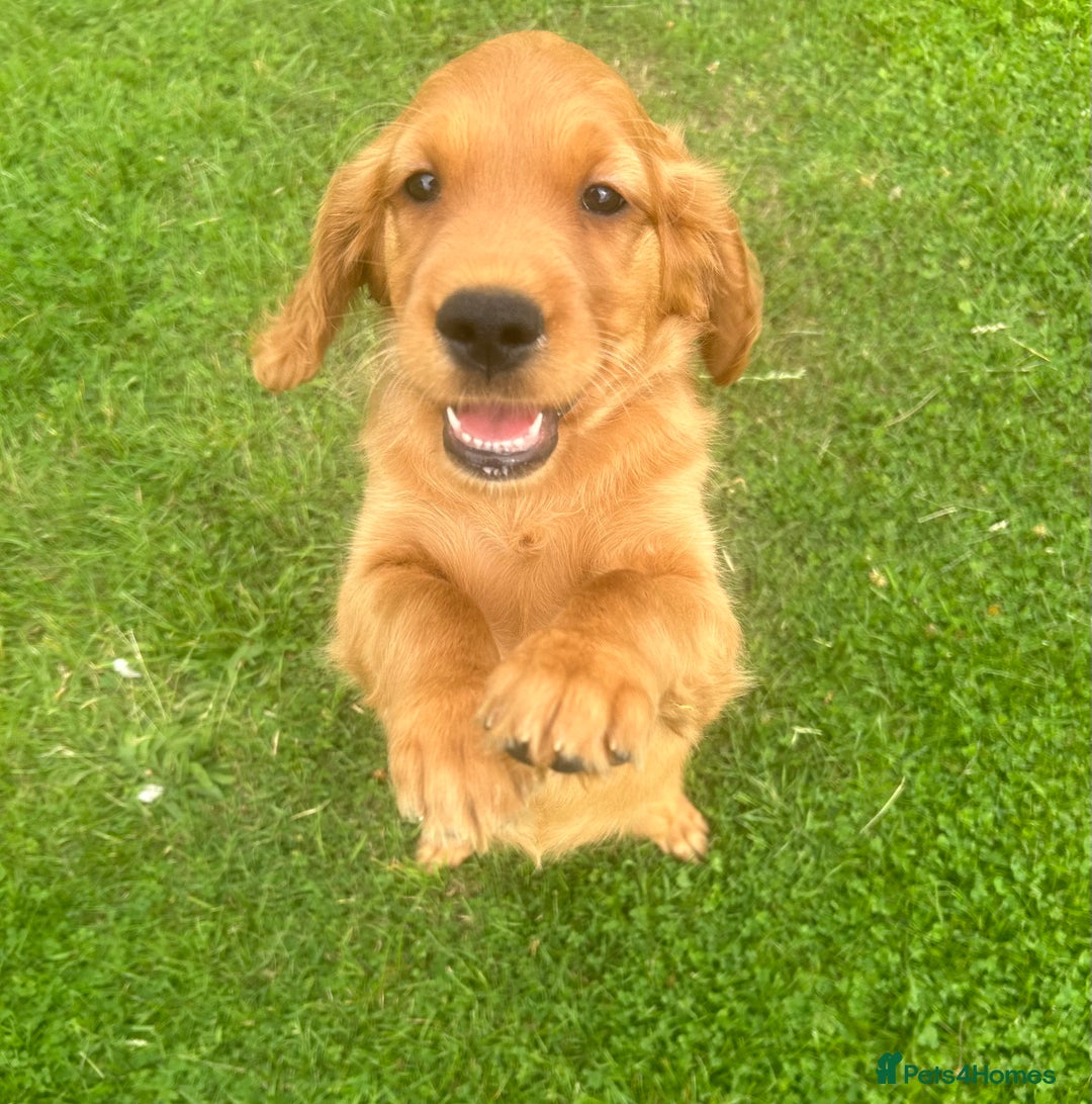 Mixed Breed dogs for sale: Rare Litter of Golden Irish puppies available  - Image 1