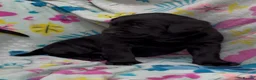 Labrador Retriever dogs for sale: Labrador puppies  - Advert 4