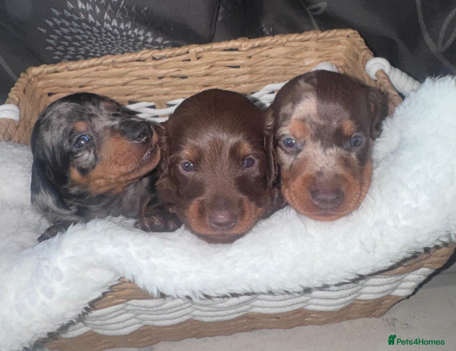 Miniature Dachshund dogs Miniature Dachshund  - Advert 8