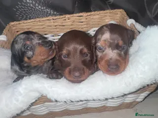 Miniature Dachshund dogs Miniature Dachshund - Advert 1