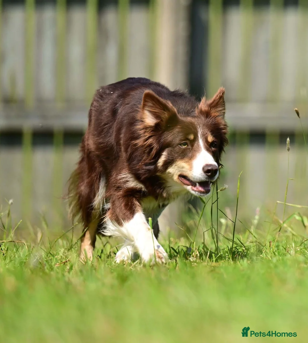 Border Collie dogs for sale: Pup 13 weeks old  in Rushden - Advert 1