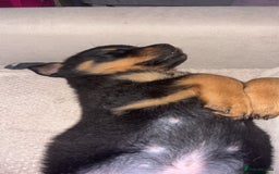 Rottweiler dogs for sale: Rottweiler pup for sale - Advert 4