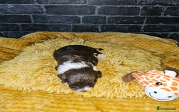 Mixed Breed dogs for sale: Cockerpoo puppys mini - Image 10