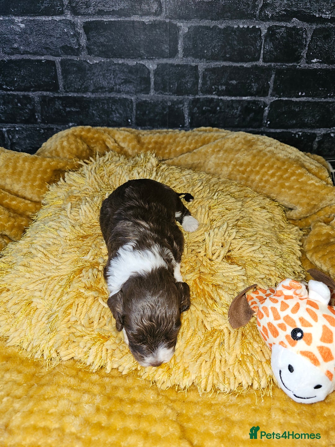 Mixed Breed dogs for sale: Cockerpoo puppys mini - Image 10