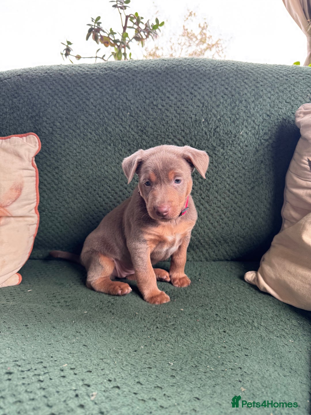 Australian Kelpie dogs for sale: Australian Kelpie Puppies WKC Registered - Image 22