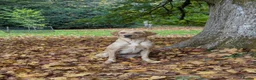 Labrador Retriever dogs for sale: KC Registered Working Labrador Retriever Puppies in Cheddar - Advert 3