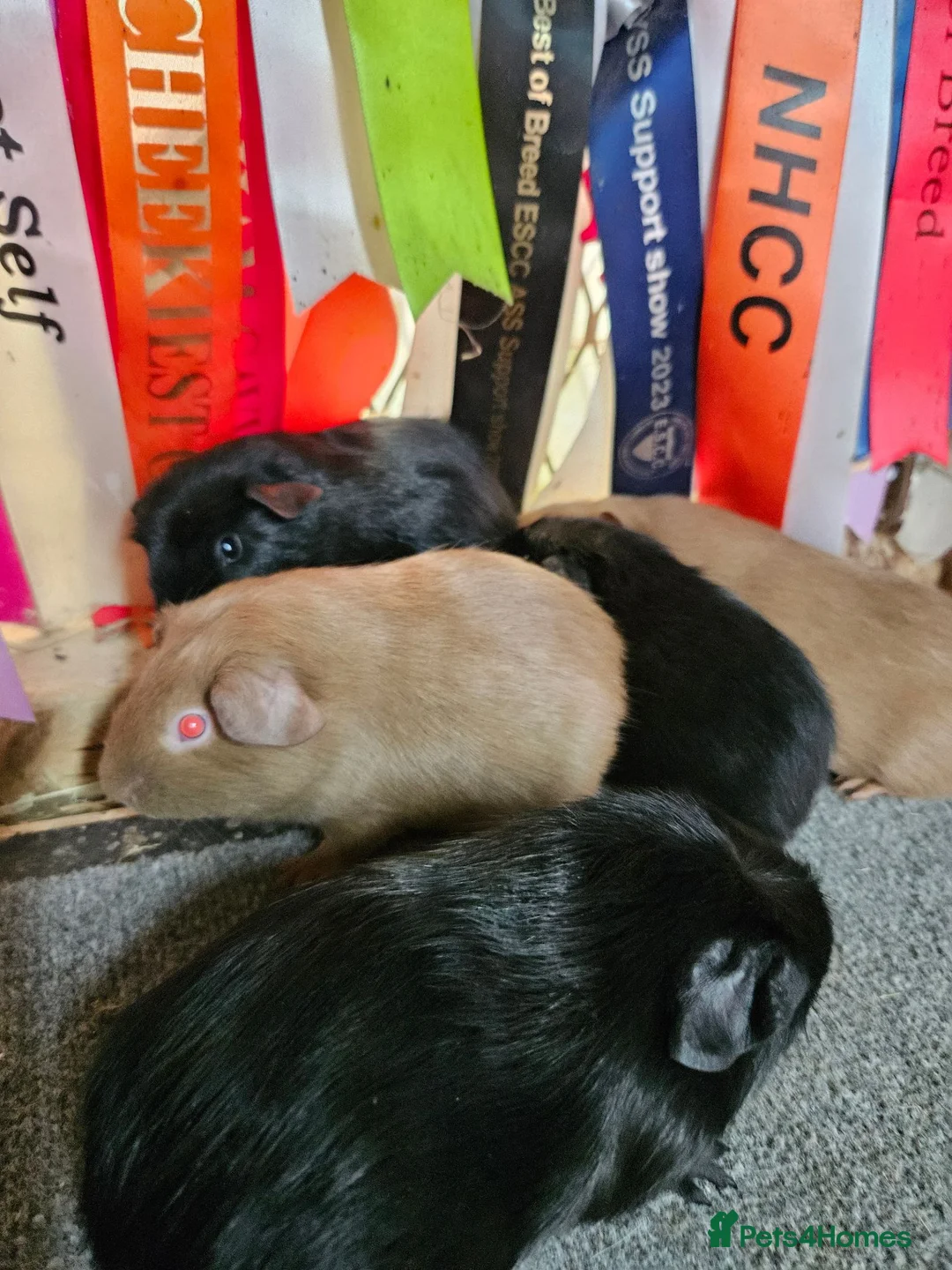 Guinea Pig rodents for sale: Baby boys to go in pairs - Advert 2