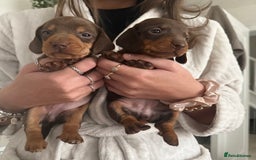 Dachshund dogs for sale: Beautiful litter of dachshund puppy’s  - Image 14