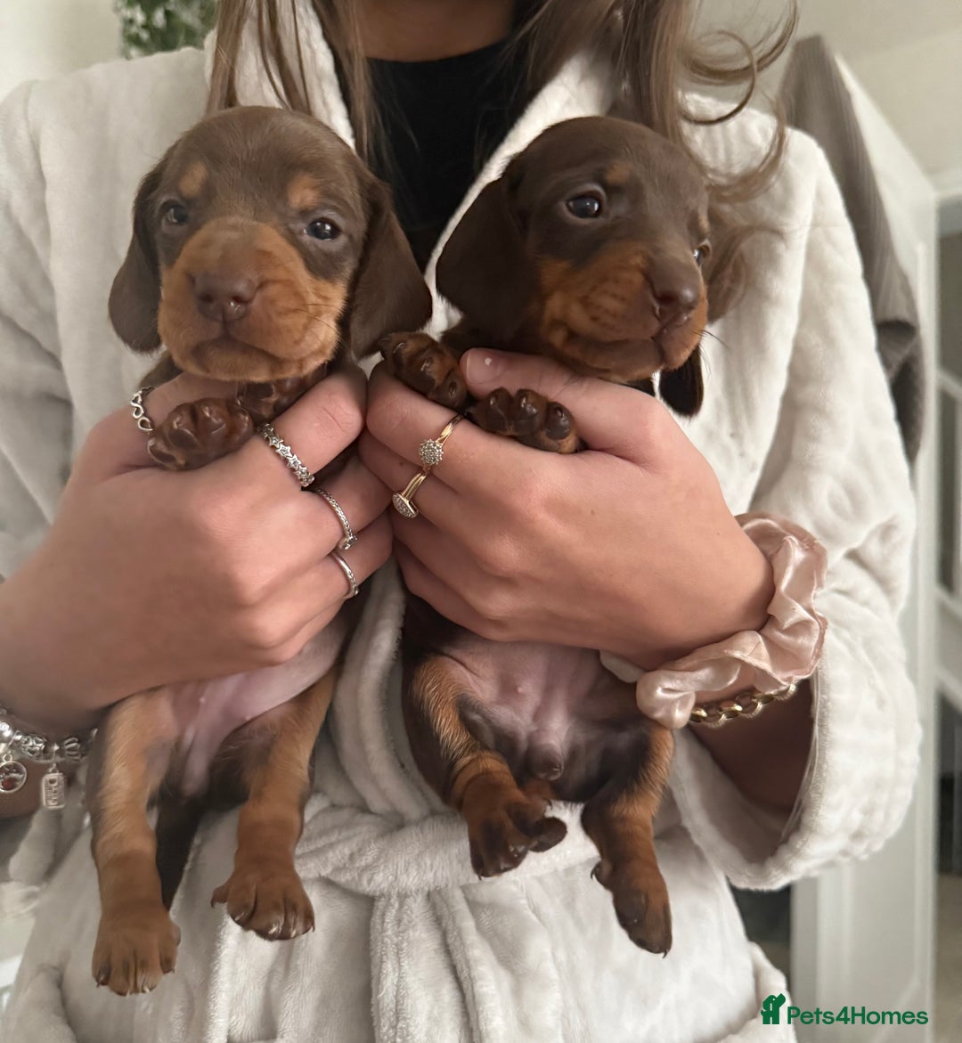 Dachshund dogs for sale: Beautiful litter of dachshund puppy’s  - Image 14