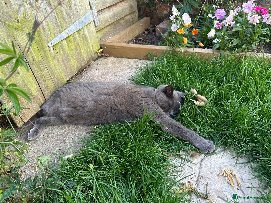 British Shorthair cats for sale: Female Blue British Shorthair 2 years old  - Advert 9