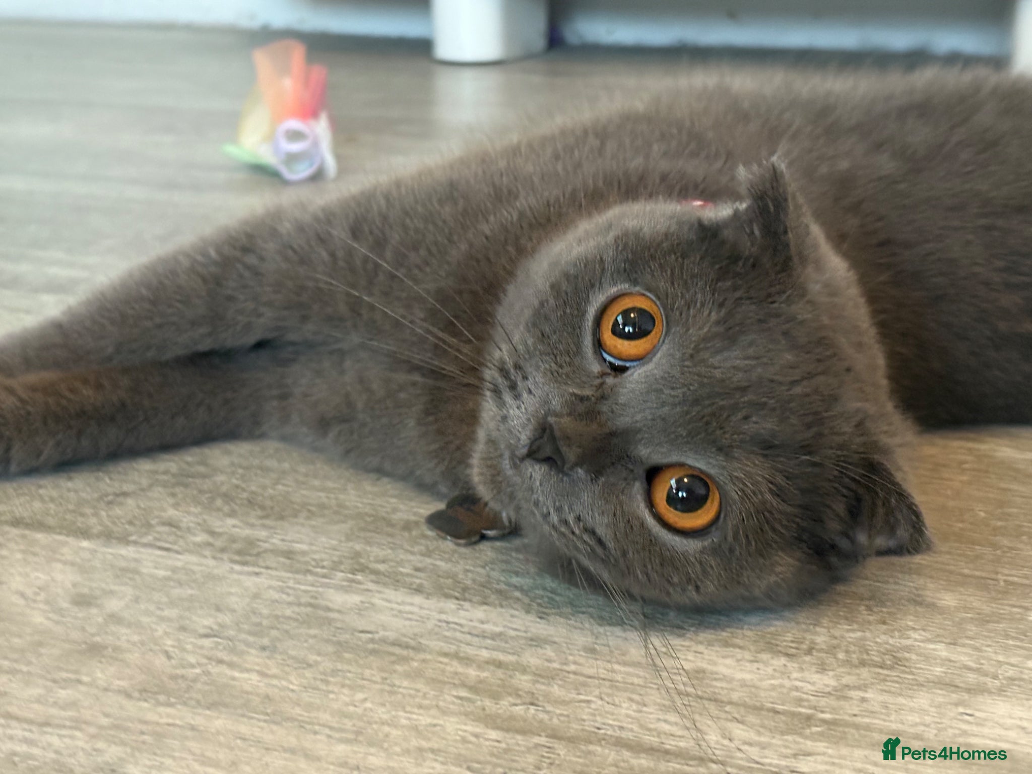 British Shorthair cats for sale: Stunning British short hair kitten - Advert 11