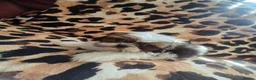 Shih Tzu dogs for sale: 4 shit tzu puppy's  - Advert 17