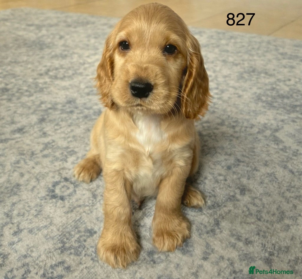 Cocker Spaniel dogs Beautiful Golden Show Cocker Spaniel Puppies.  - Advert 3