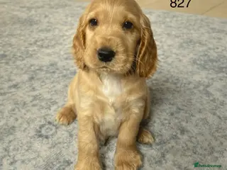 Cocker Spaniel dogs Beautiful Golden Show Cocker Spaniel Puppies. - Advert 3
