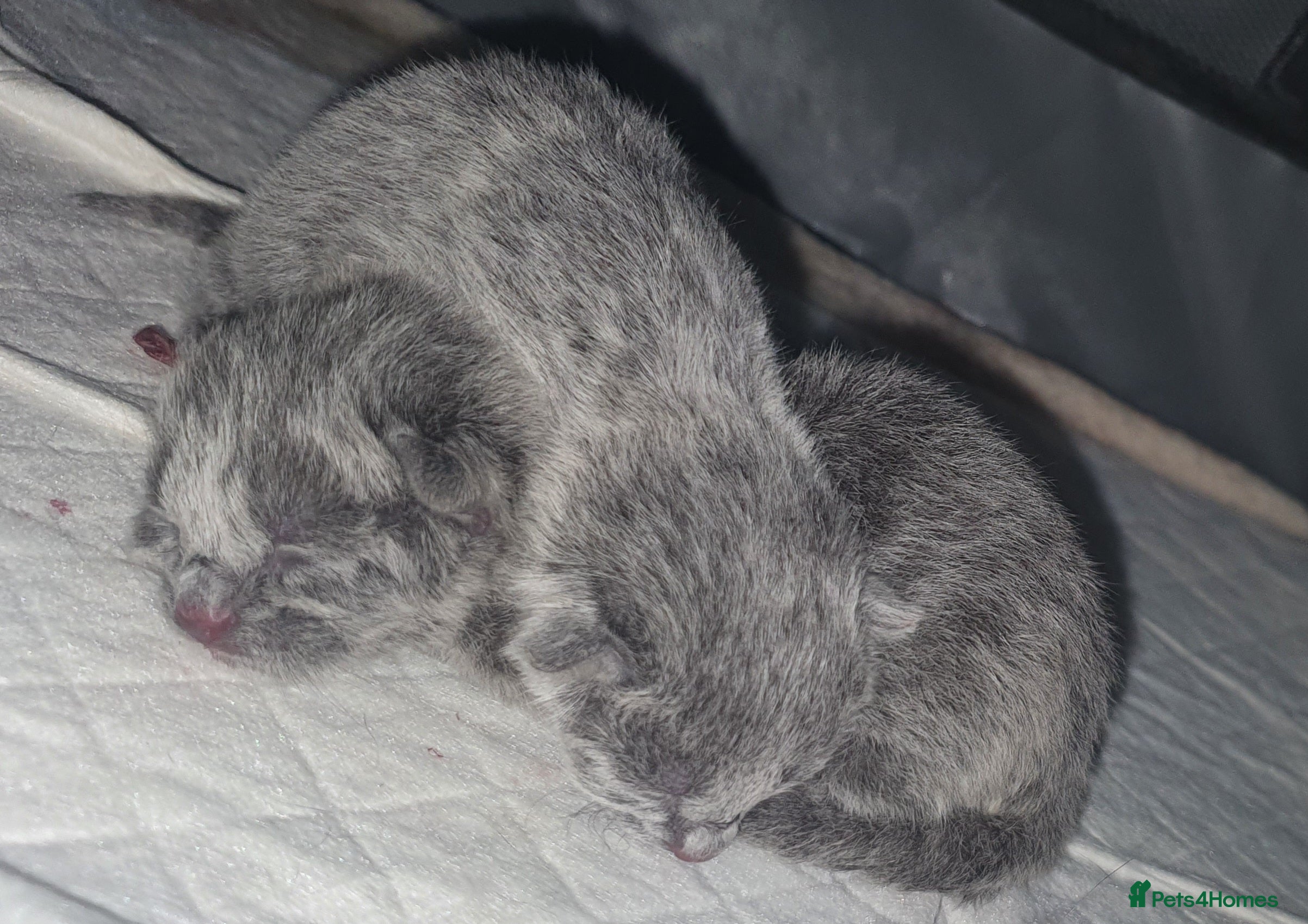 Russian Blue cats Beautiful Russian Blue Kittens for Sale - Advert 1