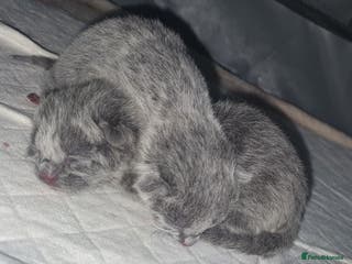 Russian Blue cats Beautiful Russian Blue Kittens for Sale - Advert 2