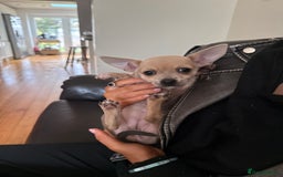 Chihuahua dogs for sale: Female Chihuahua  - Image 5