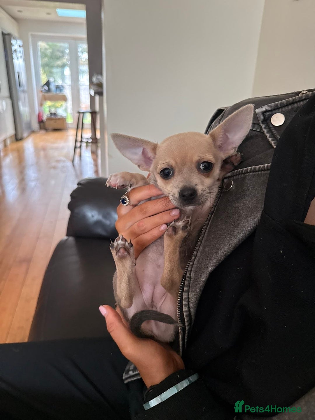 Chihuahua dogs for sale: Female Chihuahua  - Image 5