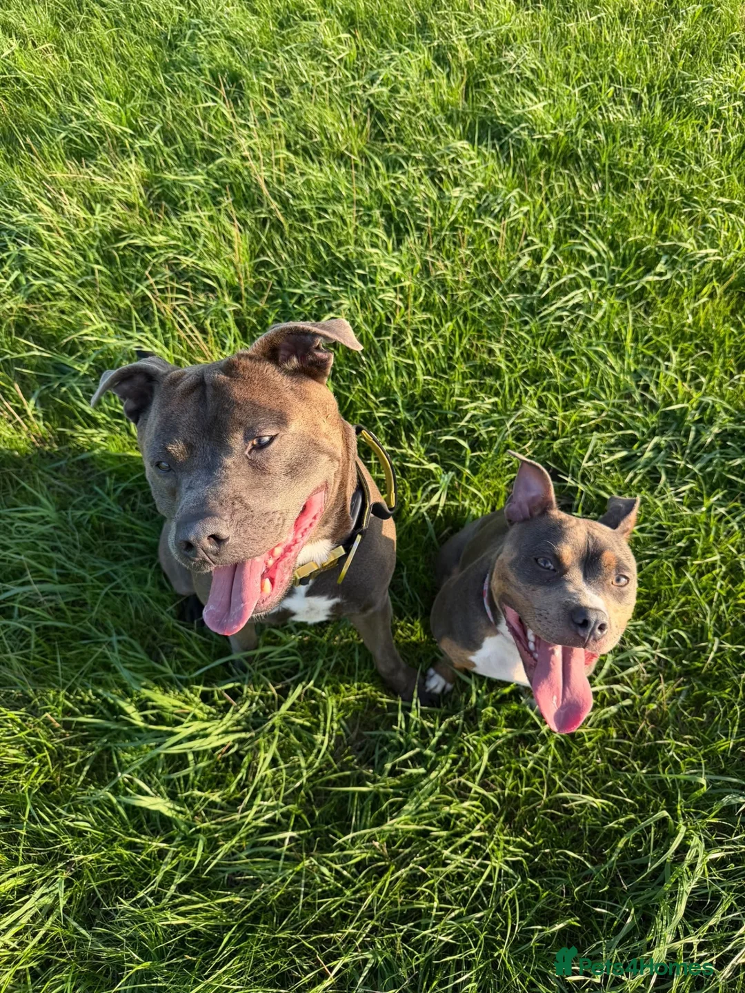 Staffordshire Bull Terrier dogs for sale: Staffy litter - Advert 1