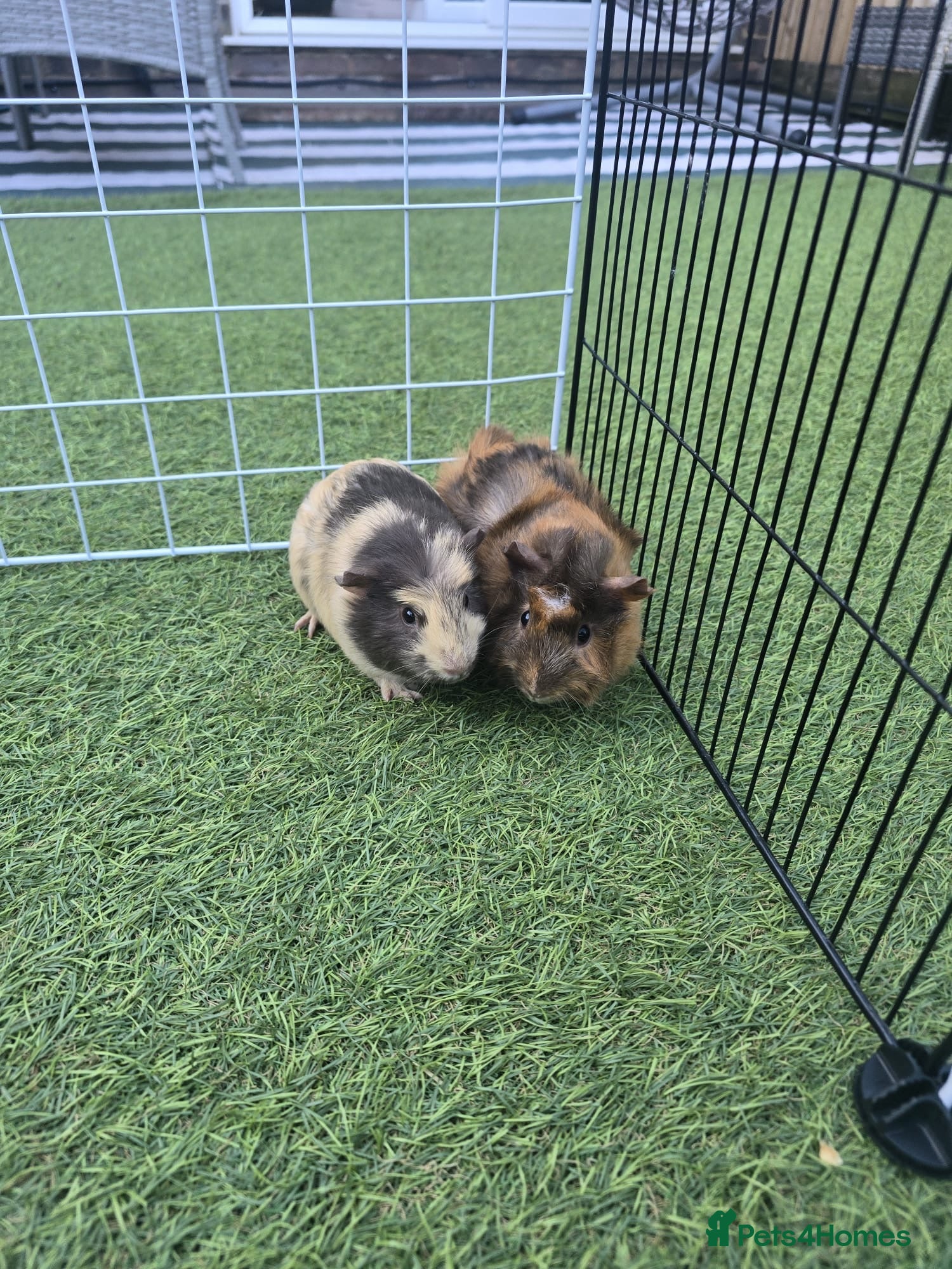 Guinea Pig rodents 8 week old female guinea pigs,cage and accessories - Advert 1