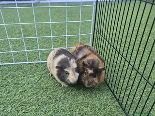 Guinea Pig rodents 8 week old female guinea pigs,cage and accessories - Advert 1