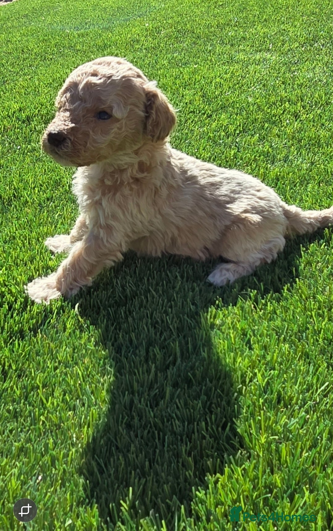 Cockapoo dogs 🐶 Adorable F1 Cockapoo Puppies for Sale! 🐶 - Advert 16